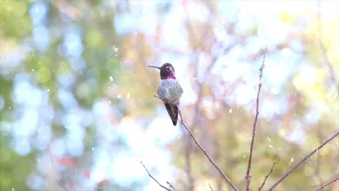 Snowfall on a Bird Perched on a Tree Branch in Winter Stock Footage 330249160