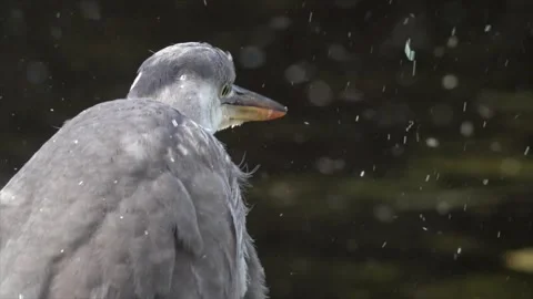 Snowfall on a Bird Perched on a Tree Branch in Winter 스톡 동영상 330249214