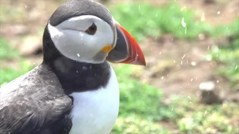 Snowfall on a Bird Perched on a Tree Branch in Winter Stock Footage 330275951