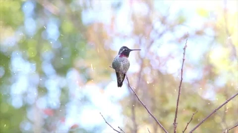 Snowfall on a Bird Perched on a Tree Branch in Winter Video stock 330276437