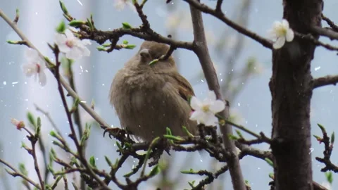 Snowfall on a Bird Perched on a Tree Branch in Winter Video stock 330277109