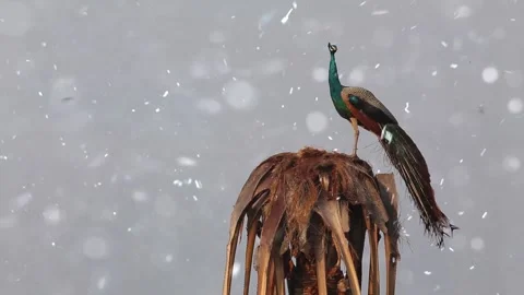 Snowfall on a Bird Perched on a Tree Branch in Winter Stock Footage 330277740