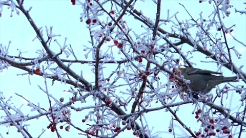 Snowfall on a Bird Perched on a Tree Branch in Winter Stock Footage 330279213