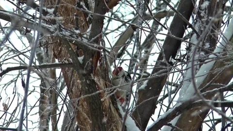 Snowfall on a Bird Perched on a Tree Branch in Winter 스톡 동영상 330279214
