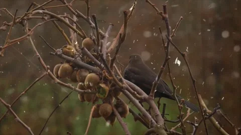 Snowfall on a Bird Perched on a Tree Branch in Winter Stock Footage 330280845