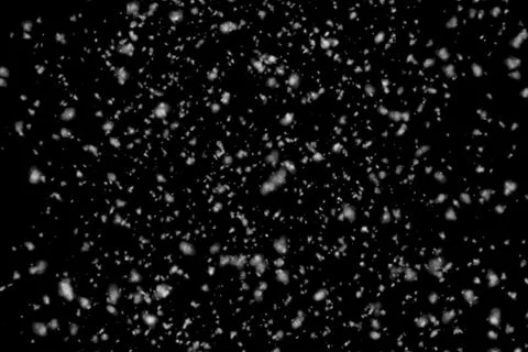 Snowfall on black background. Real falling snow. Flying snowflakes 库存插图