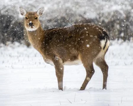 Snowfall blankets a tranquil winter landscape where a graceful female sika .. Stock Photos