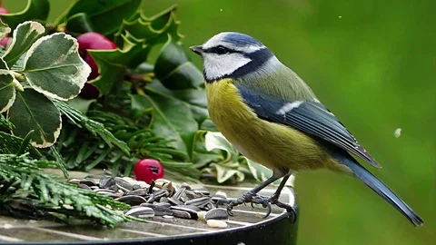 Snowfall blue tit feeder Stock Footage 86062472