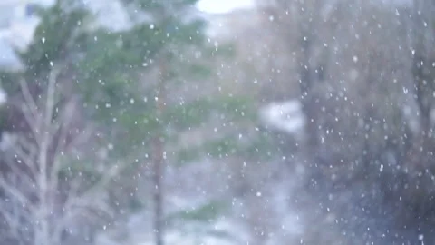 Snowfall on blurred trees background. Seamless loop, selective focus. Stock Footage 240305283