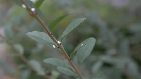 Snowfall on a branch Stock Footage 151858893