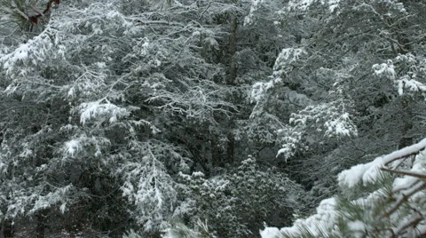 Snowfall Branch Take 2 Stock Footage 47286939