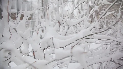 Snowfall. branches of bushes are covered with snow. it's snowing in the daytime Video stock 83552203