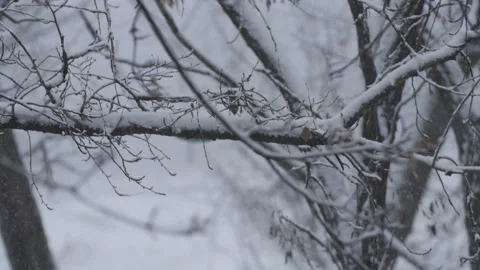 Snowfall. Branches of bushes are covered with snow. Stock Footage 100887757