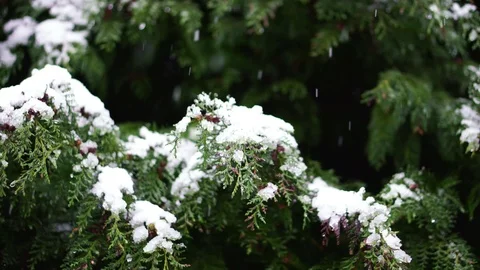 Snowfall on Branches Stock Footage 101979797