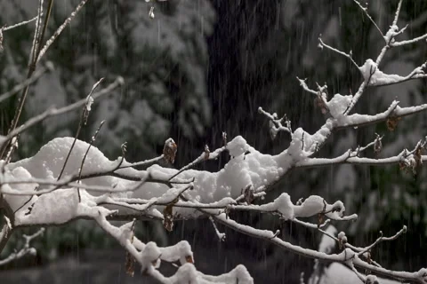 Snowfall On Branches Timelapse Stock Footage 235491619