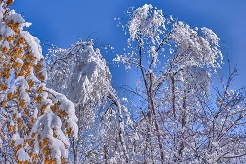 Snowfall Branches Trees Winter Park Stock Photos