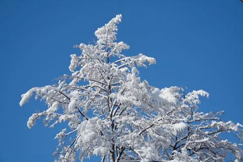 Snowfall in Branzi Stock Photos