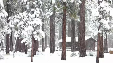 Snowfall on a Cabin in the Woods Stock-Footage 38491040