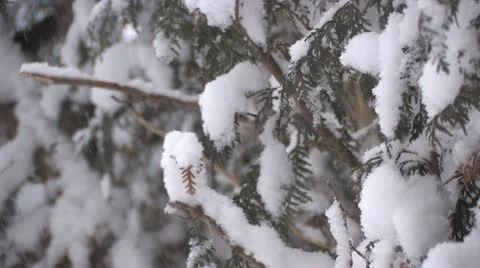 Snowfall on cedars Stock Footage 11140285