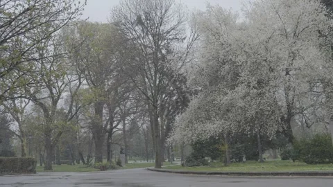 Snowfall in the city park in the center of Sofia Stock Footage 306055679