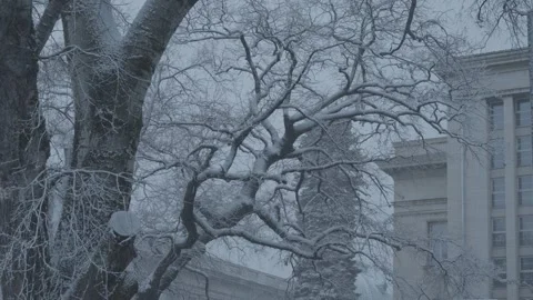 Snowfall in a city park with centuries-old trees in the center of Sofia Stock Footage 328317110