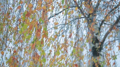 Snowfall in the city park Stock Footage 96179691