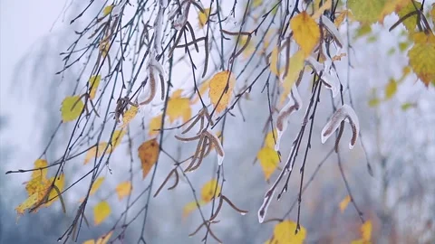 Snowfall in the city park Stock Footage 96181986
