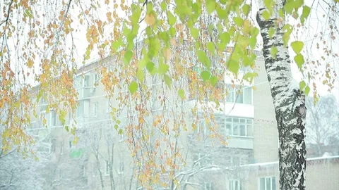 Snowfall in the city park Stock Footage 96191248