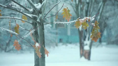 Snowfall in the city park Stock Footage 96207306