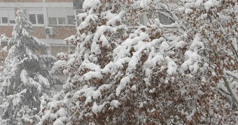 Snowfall in city, snowdrops trees and buildings Stock Footage 99930177