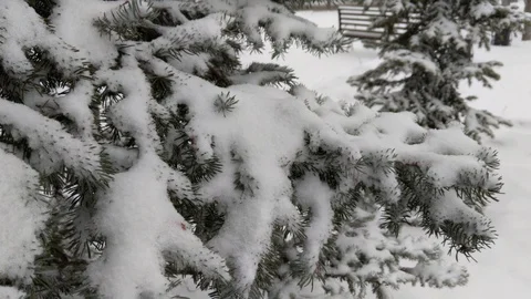Snowfall close-up on a background of spruce Stock Footage 129521527