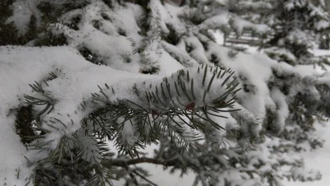 Snowfall close-up on a background of spruce Stock Footage 129521543