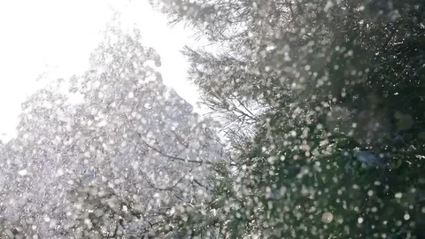 Snowfall close to pine in slow motion Stock Footage 85116907