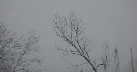 Snowfall from a cloudy sky, 4K slomo Stock Footage 168906570