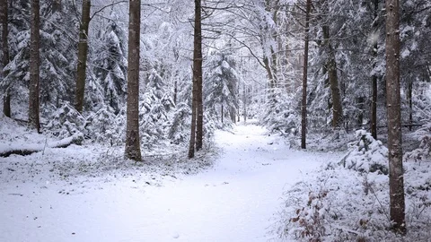 Snowfall in cold winter forest Видео 97463323