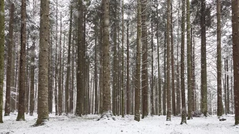 Snowfall in the conifer forest Video stock 231415578