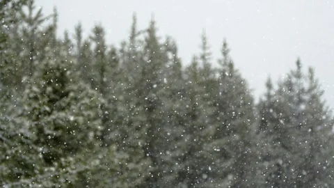 Snowfall at coniferous tree forest during winter Stock Footage 116785304