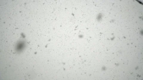Snowfall continues Stock Footage 168205218