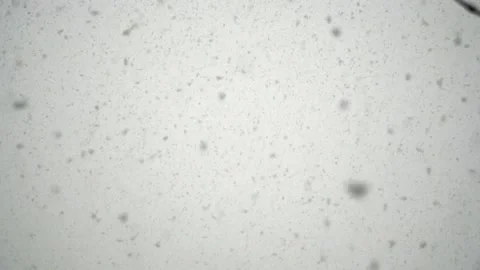 Snowfall continues Stock Footage 168205369