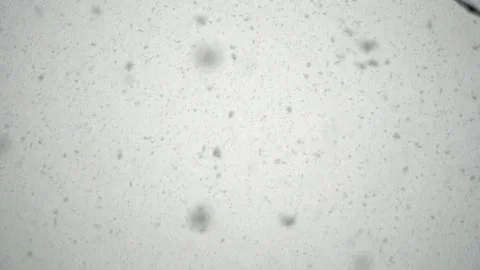 Snowfall continues Stock Footage 168205442