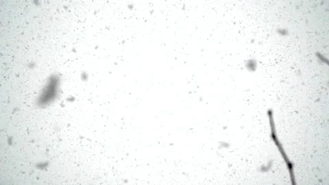 Snowfall continues Stock Footage 168346121