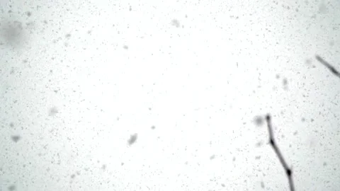 Snowfall continues Stock Footage 168346152