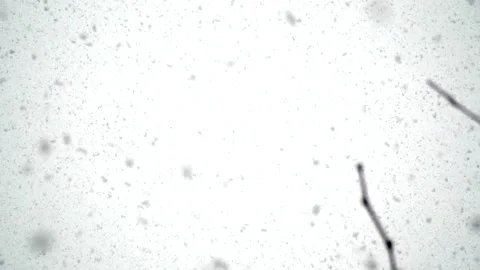 Snowfall continues Stock Footage 168346177