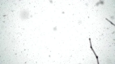 Snowfall continues Stock Footage 168346221