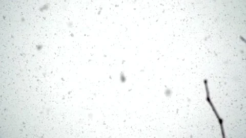 Snowfall continues Stock Footage 168385272