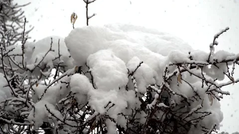 Snowfall continues Stock Footage 168532484