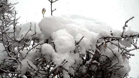Snowfall continues Stock Footage 168532524