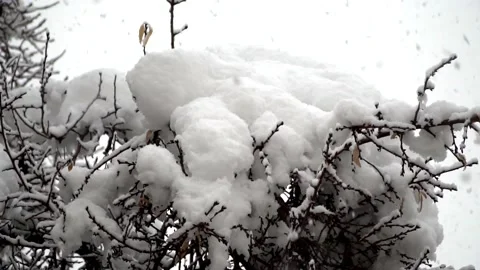 Snowfall continues Stock Footage 168532565