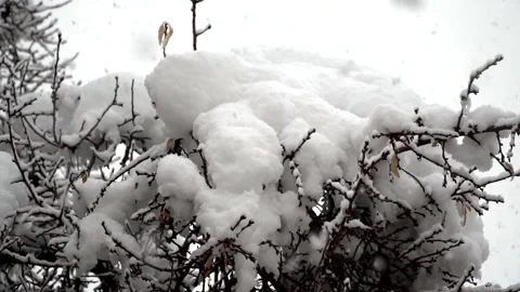 Snowfall continues Stock Footage 168532581