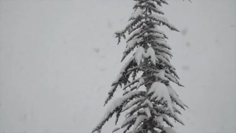 Snowfall continues Stock Footage 169118449